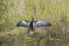 Anhinga, Anhinga anhinga