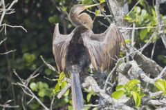 Anhinga, Anhinga anhinga