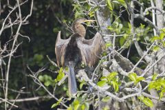 Anhinga, Anhinga anhinga