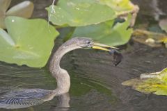 Anhinga, Anhinga anhinga