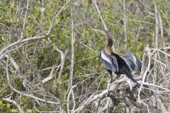 Anhinga, Anhinga anhinga