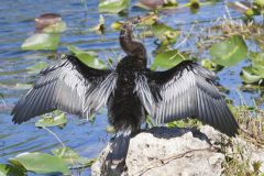 Anhinga, Anhinga anhinga