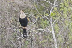 Anhinga, Anhinga anhinga