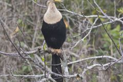 Anhinga, Anhinga anhinga