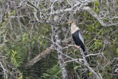 Anhinga, Anhinga anhinga