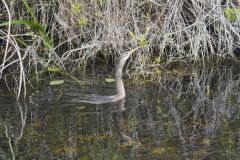 Anhinga, Anhinga anhinga