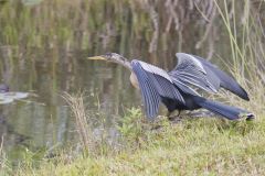 Anhinga, Anhinga anhinga