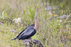 Anhinga, Anhinga anhinga