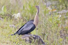 Anhinga, Anhinga anhinga