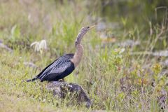 Anhinga, Anhinga anhinga