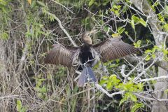 Anhinga, Anhinga anhinga