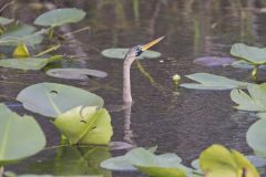 Anhinga, Anhinga anhinga