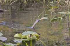 Anhinga, Anhinga anhinga