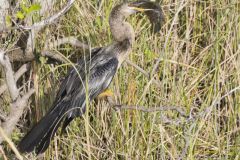 Anhinga, Anhinga anhinga