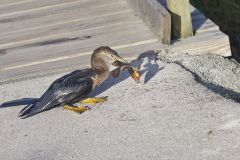 Anhinga, Anhinga anhinga