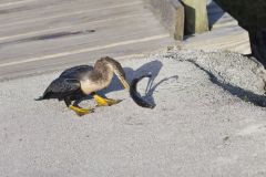 Anhinga, Anhinga anhinga