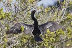 Anhinga, Anhinga anhinga