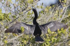 Anhinga, Anhinga anhinga