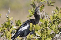 Anhinga, Anhinga anhinga