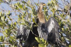 Anhinga, Anhinga anhinga