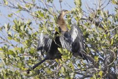 Anhinga, Anhinga anhinga