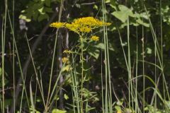 Anisescented Goldenrod, Solidago odora