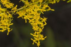 Anisescented Goldenrod, Solidago odora