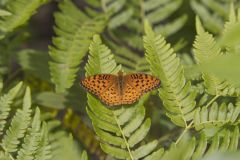 Aphrodite Fritillary, Speyeria aphrodite