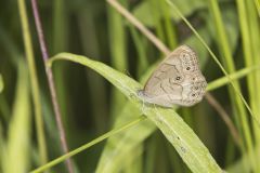 Appalachian Brown, Satyrodes appalachia