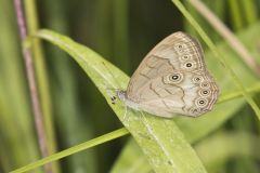 Appalachian Brown, Satyrodes appalachia