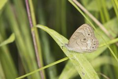 Appalachian Brown, Satyrodes appalachia