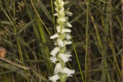 Appalachian ladies' tresses, Spiranthes arcisepala