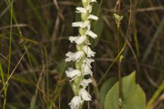 Appalachian ladies' tresses, Spiranthes arcisepala