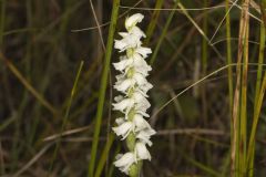 Appalachian ladies' tresses, Spiranthes arcisepala