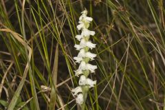 Appalachian ladies' tresses, Spiranthes arcisepala