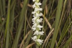 Appalachian ladies' tresses, Spiranthes arcisepala