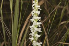 Appalachian ladies' tresses, Spiranthes arcisepala