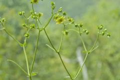 Appalachian rosinweed, Silphium wasiotense