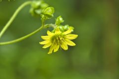 Appalachian rosinweed, Silphium wasiotense