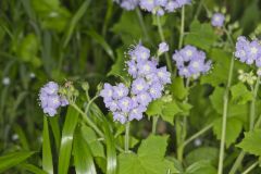 Appendaged Waterleaf, Hydrophyllum appendiculatum