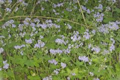 Appendaged Waterleaf, Hydrophyllum appendiculatum