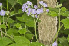 Appendaged Waterleaf, Hydrophyllum appendiculatum