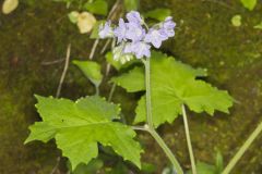 Appendaged Waterleaf, Hydrophyllum appendiculatum