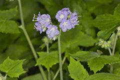 Appendaged Waterleaf, Hydrophyllum appendiculatum