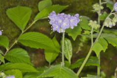 Appendaged Waterleaf, Hydrophyllum appendiculatum