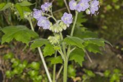 Appendaged Waterleaf, Hydrophyllum appendiculatum