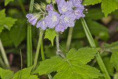 Appendaged Waterleaf, Hydrophyllum appendiculatum