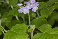 Appendaged Waterleaf, Hydrophyllum appendiculatum