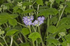 Appendaged Waterleaf, Hydrophyllum appendiculatum