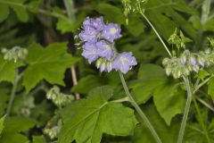 Appendaged Waterleaf, Hydrophyllum appendiculatum